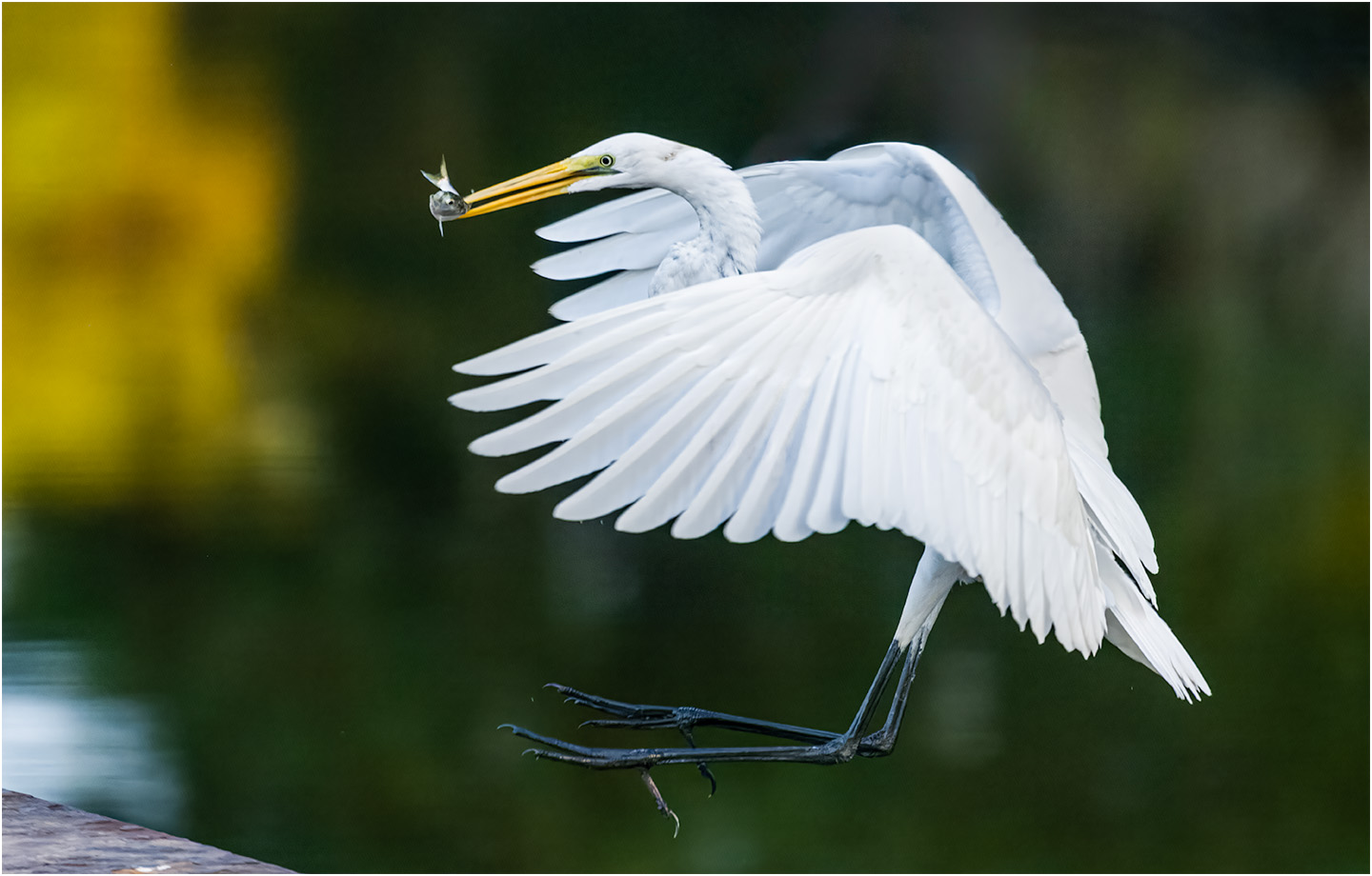 1st PrizeOpen Color In Class 3 By Leon Smith For Great Egret With Fish OCT-2023.jpg